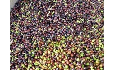 Qué es una almazara y cómo se usa para hacer aceite
