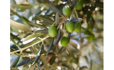 La aceituna Picual, perfecta para elaborar el aceite más intenso