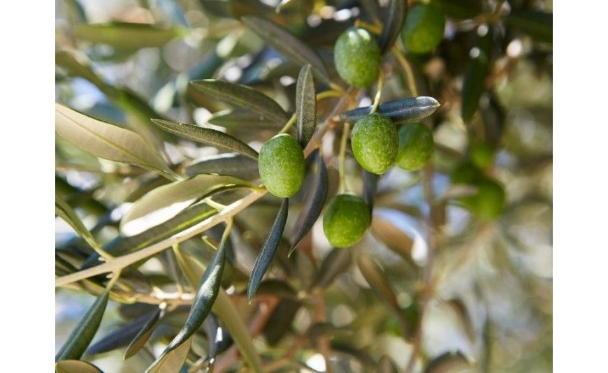La aceituna Picual, perfecta para elaborar el aceite más intenso
