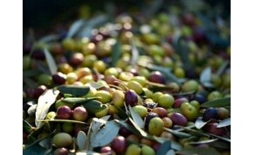Aceituna arbequina, materia prima del aceite más frutado