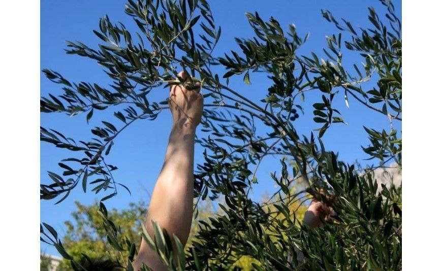 ¿Cuándo se recoge la aceituna de nuestros olivos?