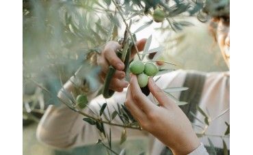 El proceso de producción sostenible detrás de nuestro aceite de oliva ecológico: del olivar a tu hogar