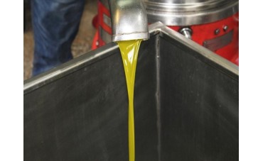 El proceso de extracción del aceite de oliva: de la aceituna a tu mesa