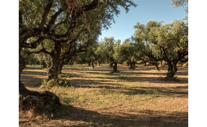 El aceite de oliva virgen extra de Aceites La Salud: tradición y calidad desde la Denominación de Origen Baena