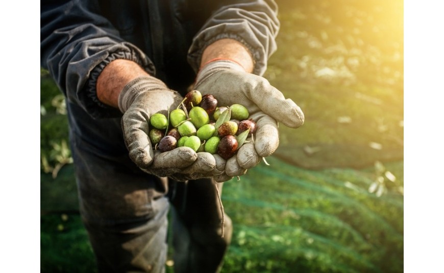 Variedades de aceitunas y su influencia en el aceite de oliva virgen extra de Aceites La Salud