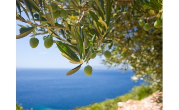 Beneficios del aceite de oliva virgen extra en tu dieta